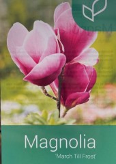 Magnolia 'March-til-frost'